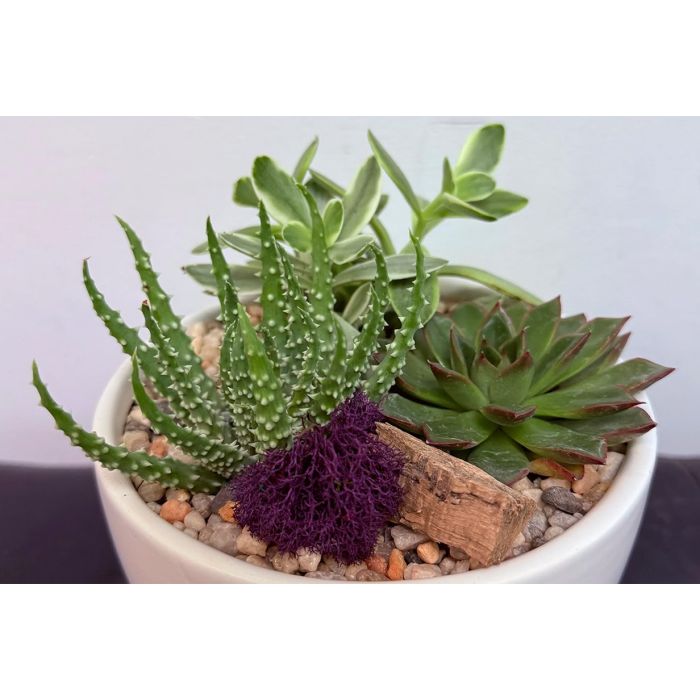 Succulent Workshop with Sahara Garden Art