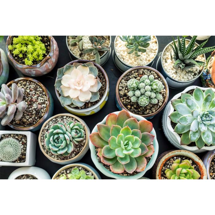 Succulent Workshop with Sahara Garden Art