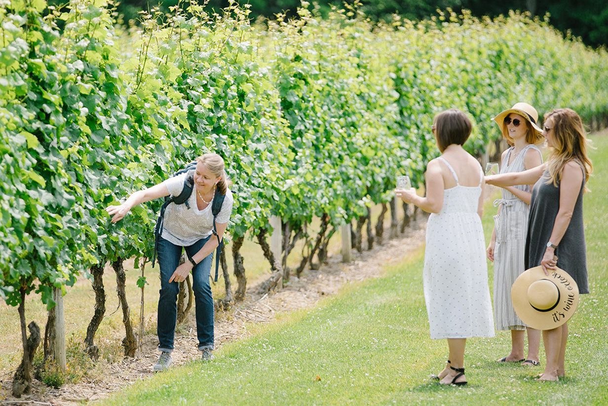 The Organic Vineyard Stroll
