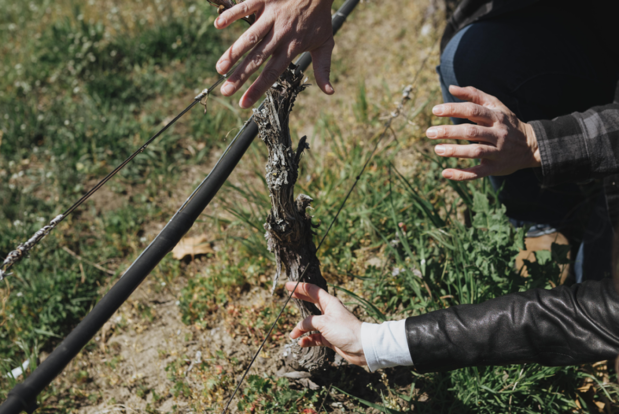 Roots to Roost Estate Tour