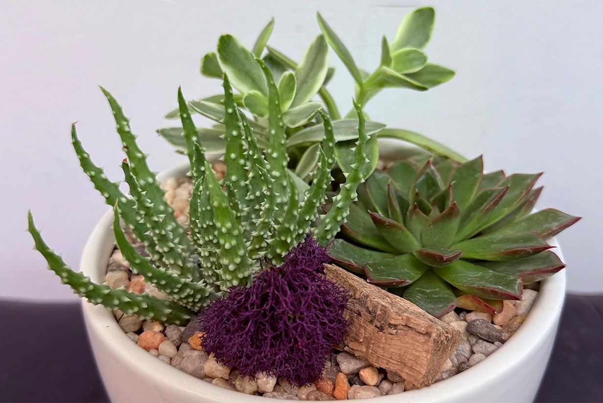 Succulent Workshop with Sahara Garden Art