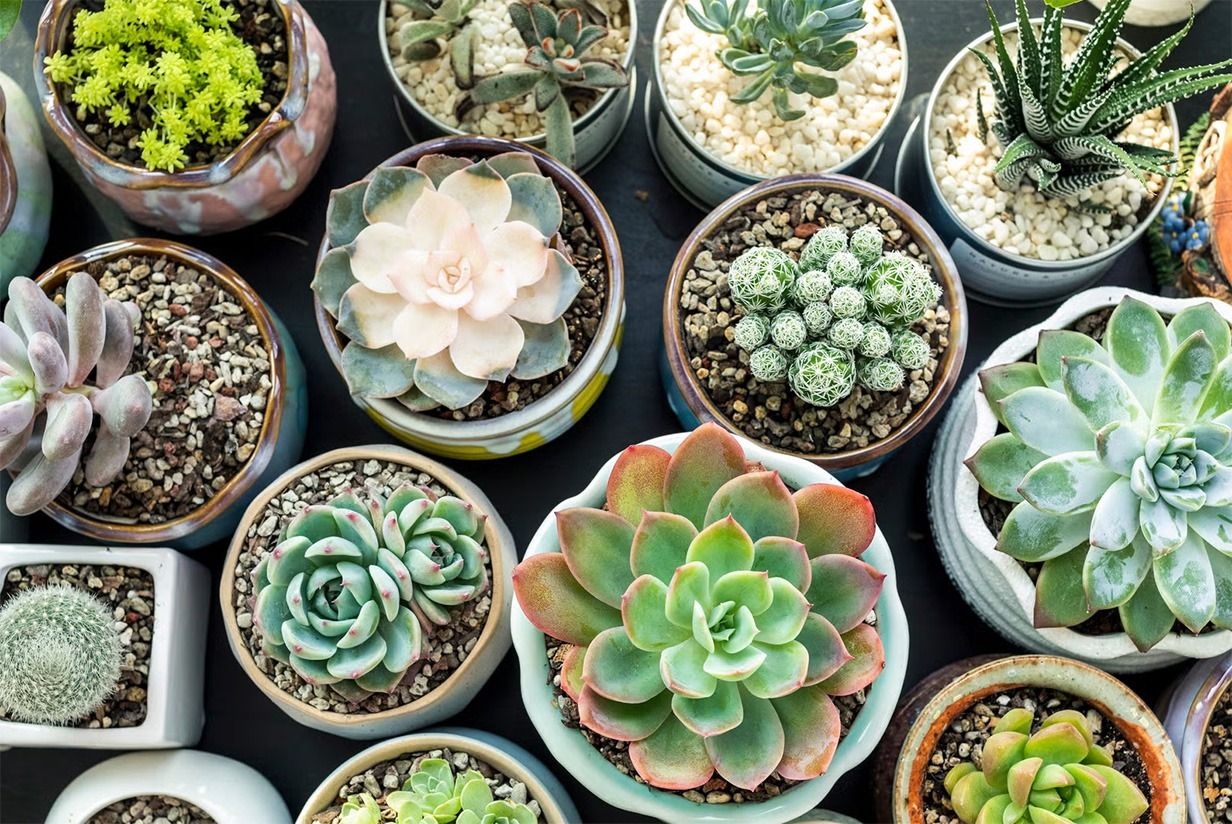 Succulent Workshop with Sahara Garden Art