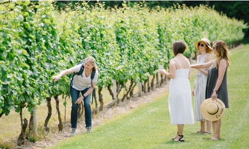 30 Years in the Making - A Vineyard Tour