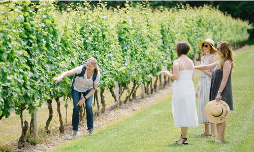 The Organic Vineyard Stroll