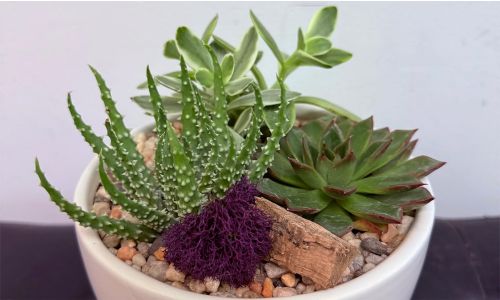Succulent Workshop with Sahara Garden Art
